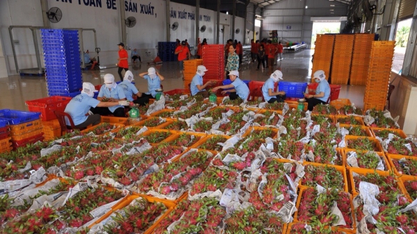 Doanh nghiệp xuất khẩu trái cây có nguy cơ mất khách hàng