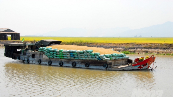 Hệ thống thủy lợi đưa Tứ giác Long Xuyên thành vùng sản xuất trù phú