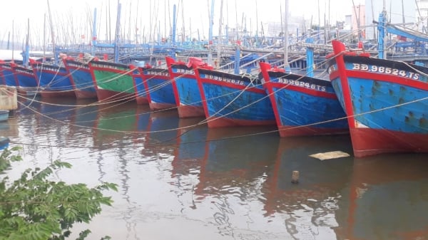 Tương lai mới cho cảng cá Tam Quan