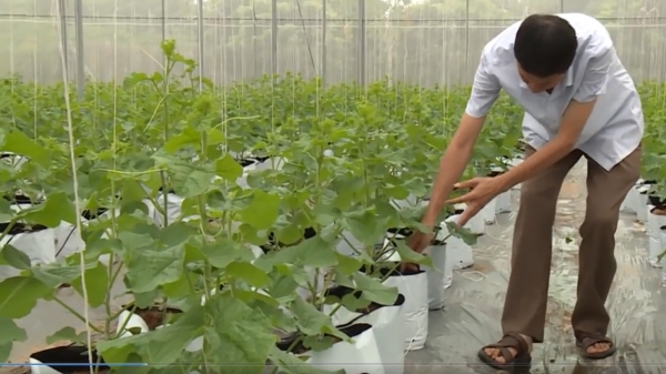 Sản xuất nông nghiệp ứng dụng công nghệ viễn thám ở Hà Nội