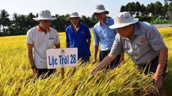 Lộc Trời xác nhận DNA cho gạo Việt Nam