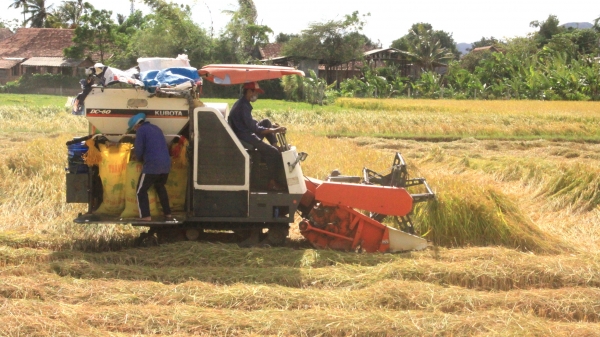 Rà soát, điều chuyển máy gặt đập, đảm bảo thu hoạch lúa