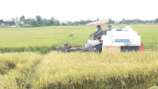 Thừa Thiên- Huế đẩy nhanh thu hoạch lúa hè thu để tránh mưa lũ