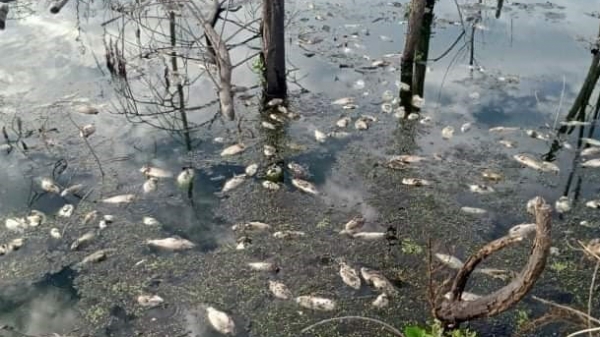 Thừa Thiên- Huế: Cá chết trắng gần khu công nghiệp