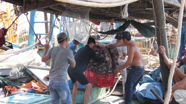 Ngư dân vẫn bám biển dù hải sản 'mất mùa', mất giá