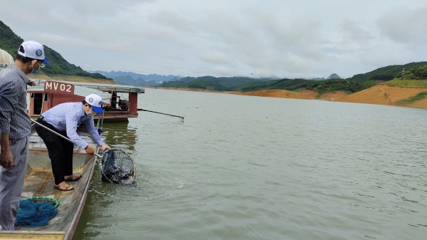Thả 35 nghìn cá giống tái tạo nguồn lợi thủy sản lòng hồ sông Đà