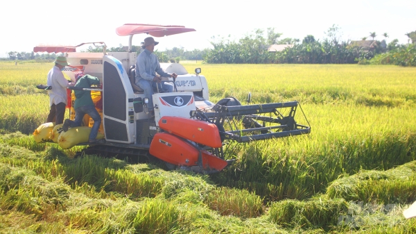 Quảng Trị gần 4.300 ha lúa Hè Thu chưa thu hoạch