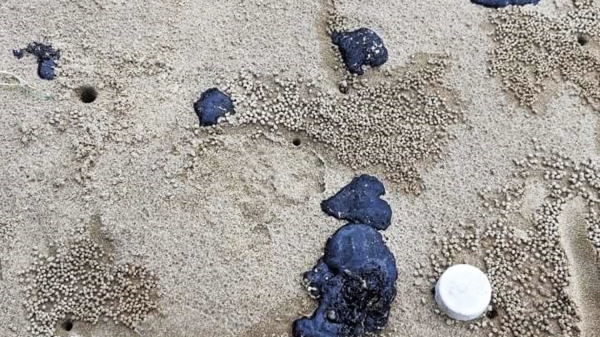 Hàng chục tấn dầu vón cục dạt vào bờ biển Quảng Trị