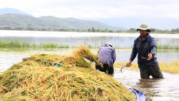 Bão Côn Sơn làm hư hại hơn 1.000ha lúa
