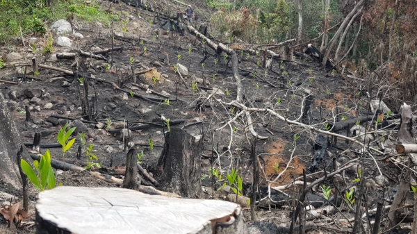 Khởi tố vụ án hình sự phá rừng tại Phú Yên