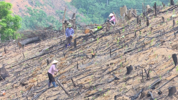 Công ty Lâm nghiệp Bắc Kạn chặt trộm 9ha rừng của ông Bàn Đức Nghiêm
