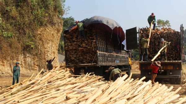 Trăn trở sự lãng phí tiềm năng ngành gỗ xứ Nghệ