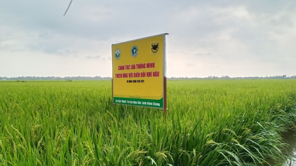 Giải pháp canh tác lúa hiệu quả trên vùng đất nhiễm mặn