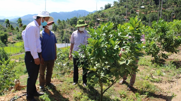Người Ca Dong tiếp cận trồng cây ăn quả theo VietGAP