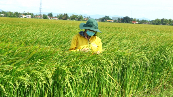 Bình Định giữ điểm sáng cho ngành nông nghiệp 9 tháng đầu năm