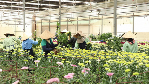 Việt - Úc bàn giải pháp thay thế glyphosate xử lý hoa cắt cành