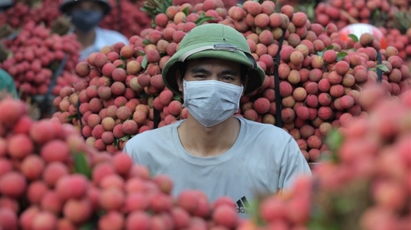 Kinh nghiệm tiêu thụ, xuất khẩu vải thiều trong mùa dịch, nhìn từ Bắc Giang