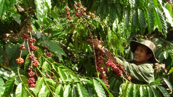 Nan giải tìm lao động thu hoạch cà phê