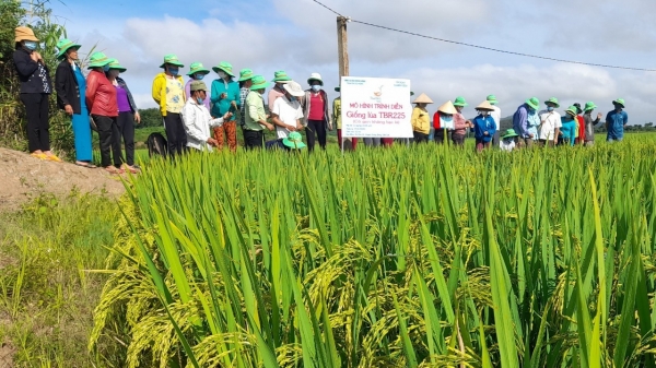 ThaiBinh Seed đổi thay sản xuất lúa Tây Nguyên