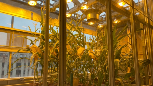 Máy học phát hiện 'gen quan trọng' giúp cây trồng cân đối phân bón