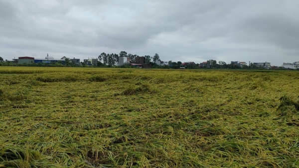 Gần 4.000 ha lúa của Hải Phòng đổ ngã ràn rạt