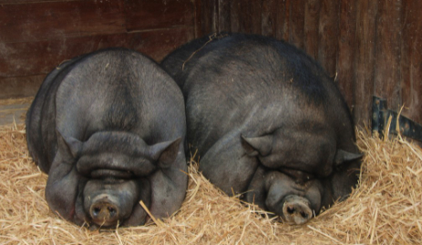 Trung Quốc nuôi cấy thịt lợn đen bản địa thành công
