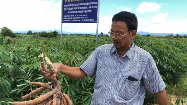 Triển vọng giống sắn KM 94 kháng bệnh khảm lá