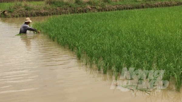 Phát huy hiệu quả mô hình tôm lúa trong phát triển kinh tế