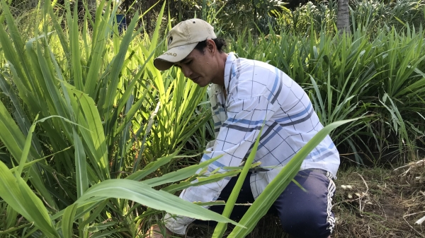 Chuyển đổi trên 70 nghìn ha đất trồng lúa kém hiệu quả