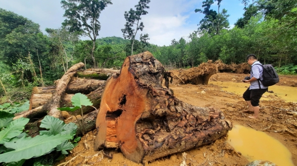 Nhiều cây sưa cổ thụ trong rừng Ma Phan bị chặt bán