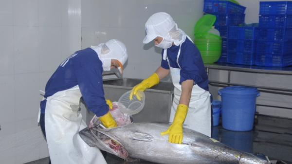 Vì sao cá ngừ đại dương chưa thể vào sâu thị trường Nhật?