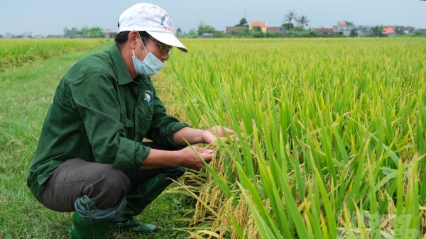 Sản xuất lúa phía Bắc năm 2021 thắng lợi trong khó khăn