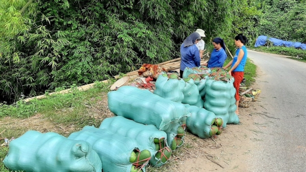 5.000 tấn bí xanh thơm của Ba Bể đã tiêu thụ hết