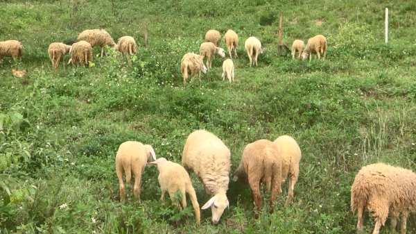 Nuôi cừu thành công ở vùng đất Thái Hòa