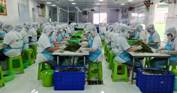 Doanh nghiệp trồng rong nho xuất khẩu lớn nhất Việt Nam