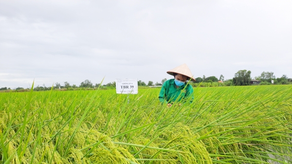 Doseco xây dựng chiến lược chọn tạo giống lúa mới cho ĐBSCL