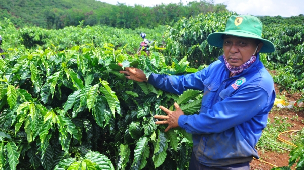 Dự án VnSAT thúc đẩy sự phát triển ngành hàng cà phê các tỉnh Tây Nguyên