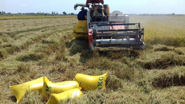 Người trồng lúa có lãi tốt giữa bộn bề khó khăn