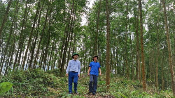 Rừng gỗ lớn, hướng đi lớn của lâm nghiệp xứ Tuyên