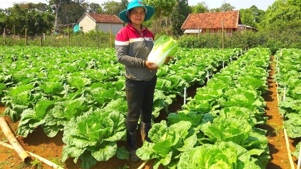 Rau 'Lá Lành' đổi thay cách trồng rau nông dân đất võ