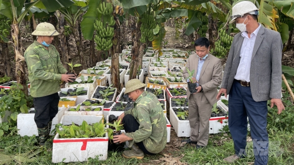 Hà Nội lập mã số vùng trồng chuối, giảm phụ thuộc thị trường Trung Quốc