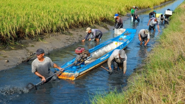 Xuất khẩu tôm Cà Mau chiếm 30% kim ngạch cả nước