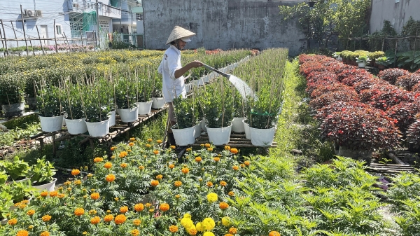 Các làng trồng hoa ở Cần Thơ đối diện thị trường Tết khó đoán