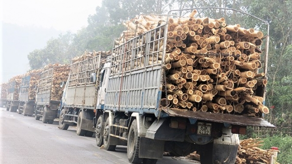 Quảng Bình phấn đấu trồng 1.000 ha rừng gỗ lớn