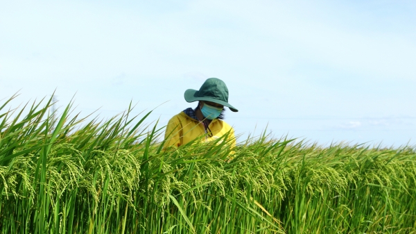 'Chia tay' với sự trì trệ nhờ liên kết sản xuất lúa giống