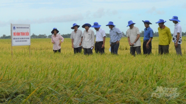 Liên kết trồng lúa bền vững, đưa hạt gạo vươn xa