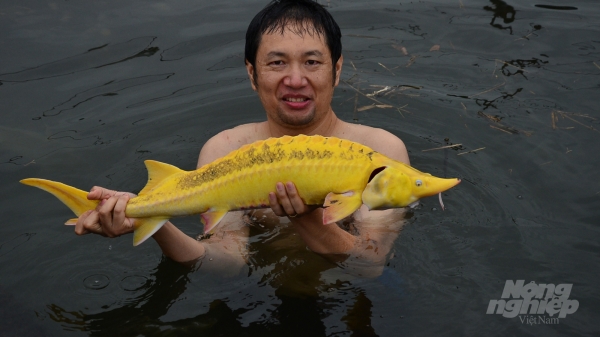 Tận tay sờ vào con cá tầm có màu như vàng 9999