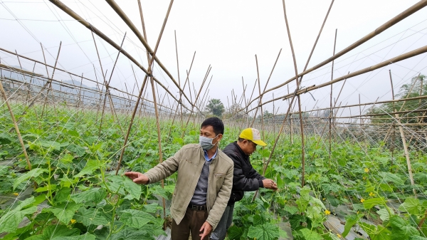 Người 'bắc cầu' giúp nông dân xứ Tuyên làm giàu từ đồng ruộng