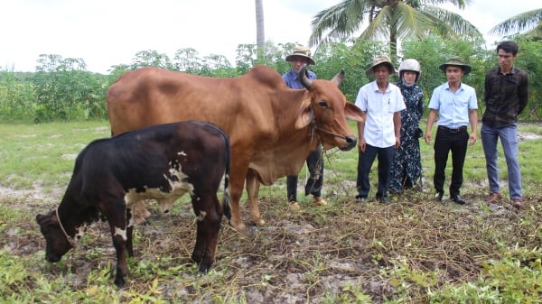Bứt phá chăn nuôi đại gia súc từ lai hóa đàn bò