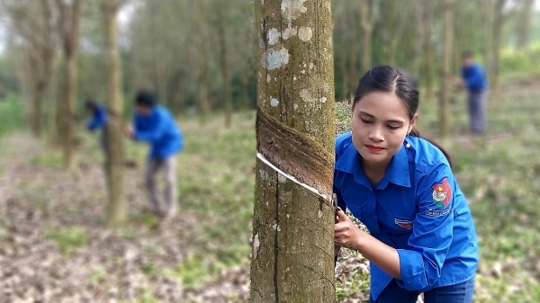 Sức bật mới nhờ khoán sản phẩm vườn cao su cho người lao động